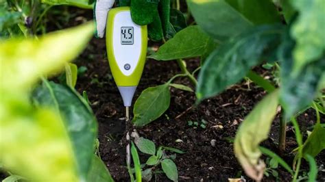 zz plant moisture meter care|zz plant drainage.